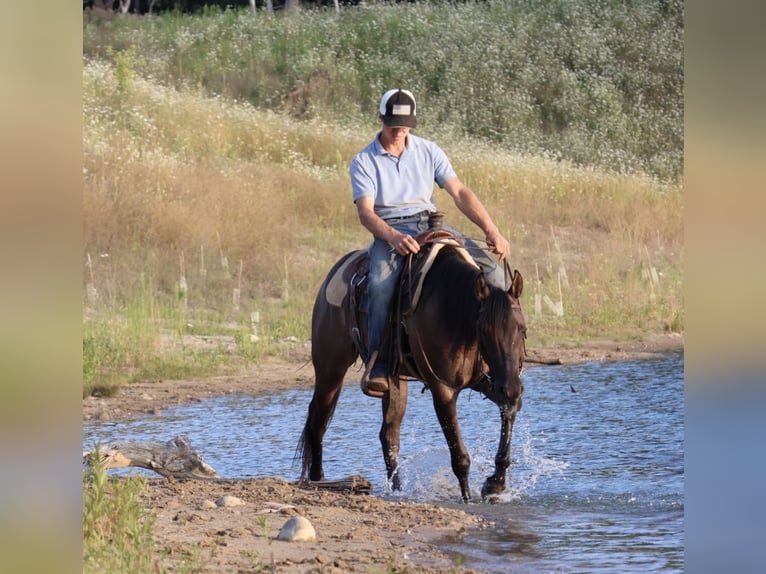 American Quarter Horse Ruin 2 Jaar 152 cm Grullo in Webberville