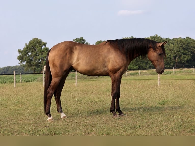 American Quarter Horse Ruin 2 Jaar 152 cm Grullo in Webberville