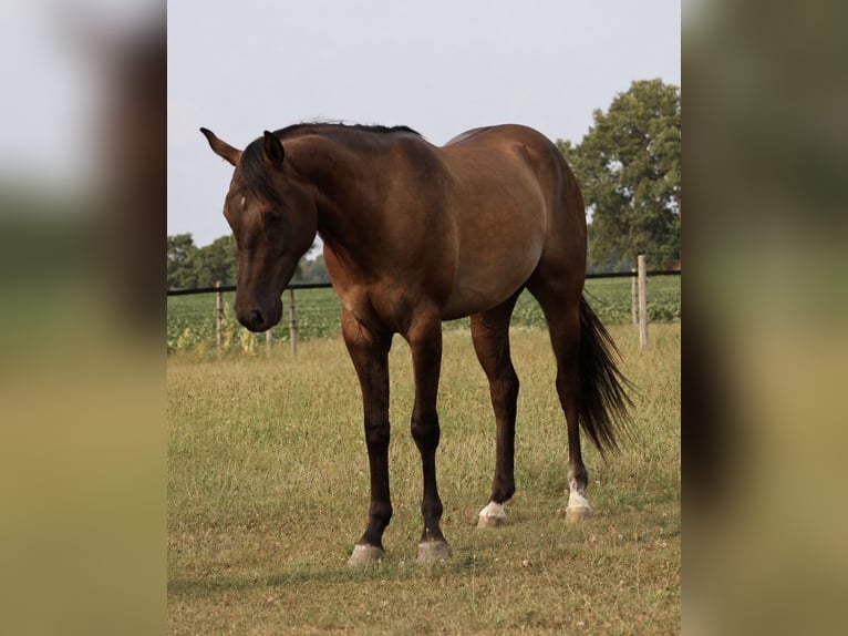 American Quarter Horse Ruin 2 Jaar 152 cm Grullo in Webberville