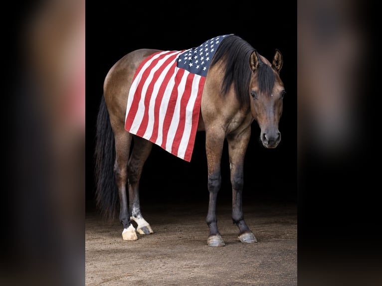 American Quarter Horse Ruin 2 Jaar 152 cm Grullo in Webberville