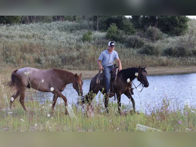 American Quarter Horse Ruin 2 Jaar 152 cm Grullo in Webberville