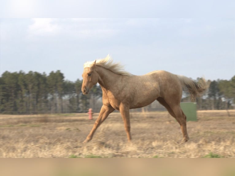 American Quarter Horse Ruin 2 Jaar 152 cm Palomino in Lebanon