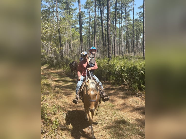 American Quarter Horse Ruin 2 Jaar 152 cm Palomino in Williston