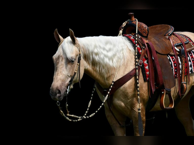 American Quarter Horse Ruin 2 Jaar 152 cm Palomino in Rebersburg