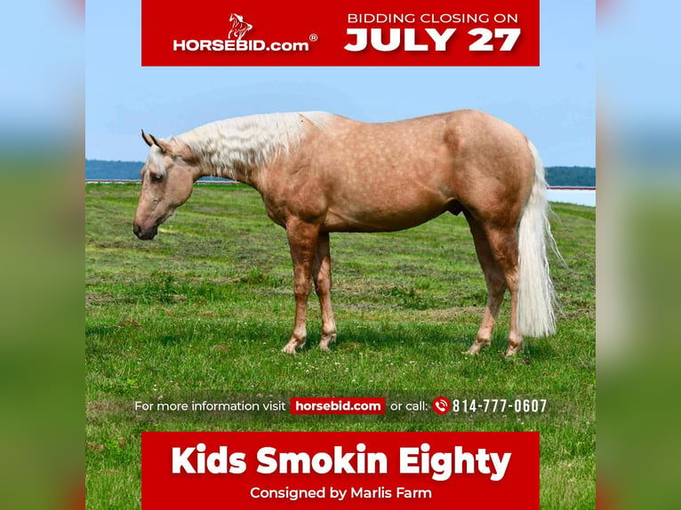 American Quarter Horse Ruin 2 Jaar 152 cm Palomino in Rebersburg