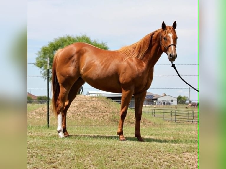 American Quarter Horse Ruin 2 Jaar 152 cm Roodvos in Perrin
