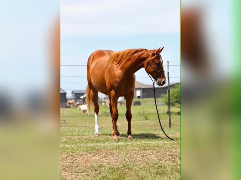 American Quarter Horse Ruin 2 Jaar 152 cm Roodvos in Perrin