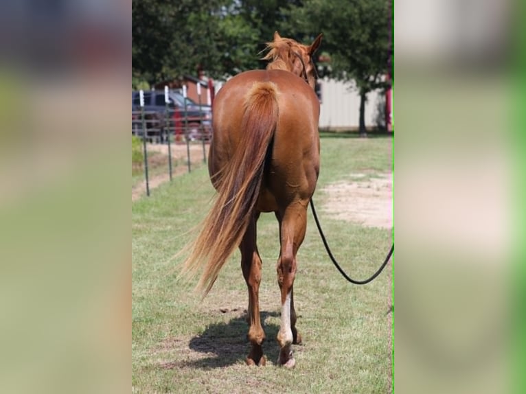 American Quarter Horse Ruin 2 Jaar 152 cm Roodvos in Perrin