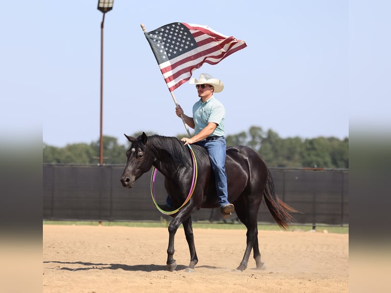 American Quarter Horse Ruin 2 Jaar 152 cm Zwart in Buffalo