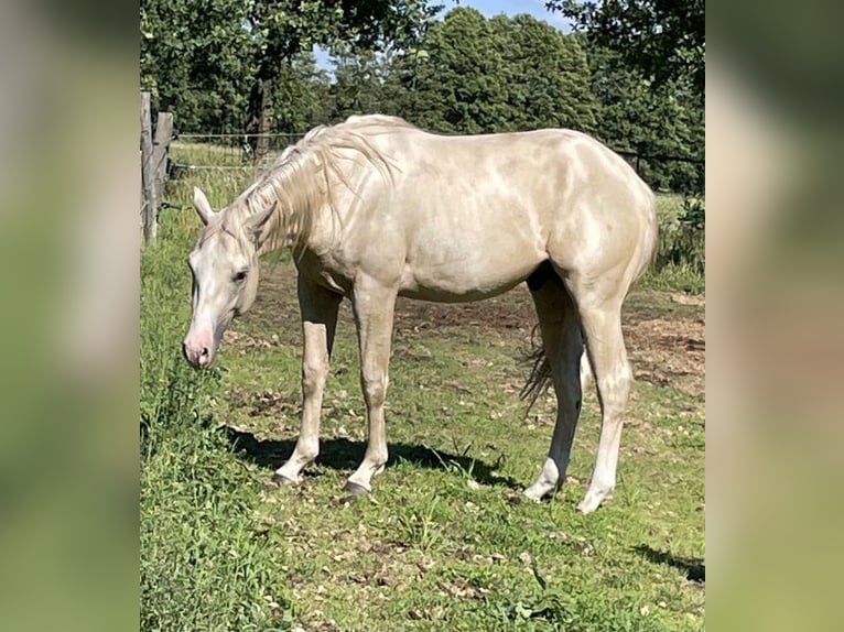 American Quarter Horse Ruin 2 Jaar 153 cm Palomino in Treuenbrietzen