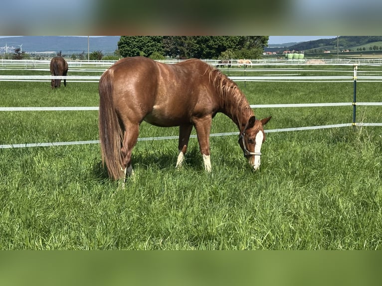 American Quarter Horse Ruin 2 Jaar 153 cm Vos in Duingen American Quarter Horse Ruin 2 Jaar 153 cm Vos in Duingen
