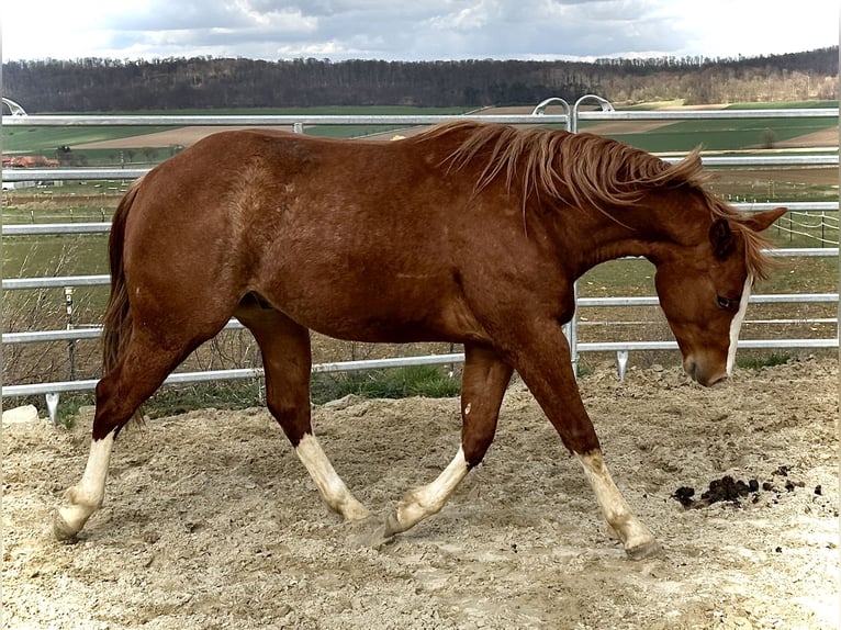 American Quarter Horse Ruin 2 Jaar 153 cm Vos in Duingen