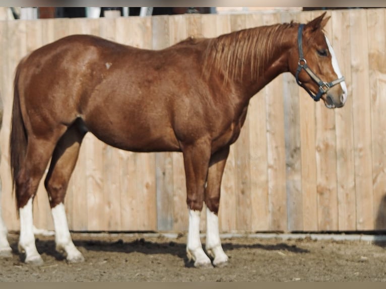 American Quarter Horse Ruin 2 Jaar 153 cm Vos in Duingen