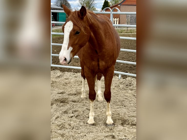 American Quarter Horse Ruin 2 Jaar 153 cm Vos in Duingen