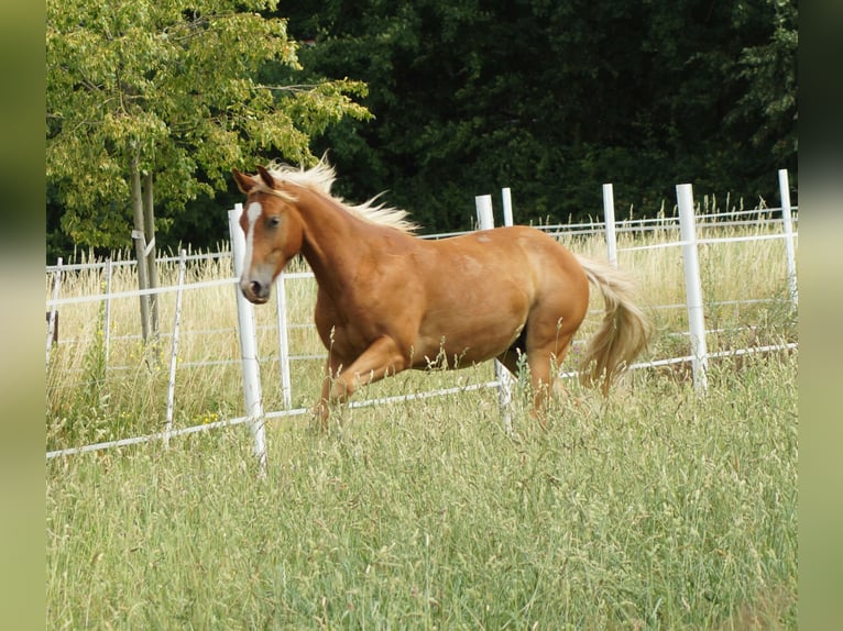 American Quarter Horse Ruin 2 Jaar 153 cm Vos in Linsburg