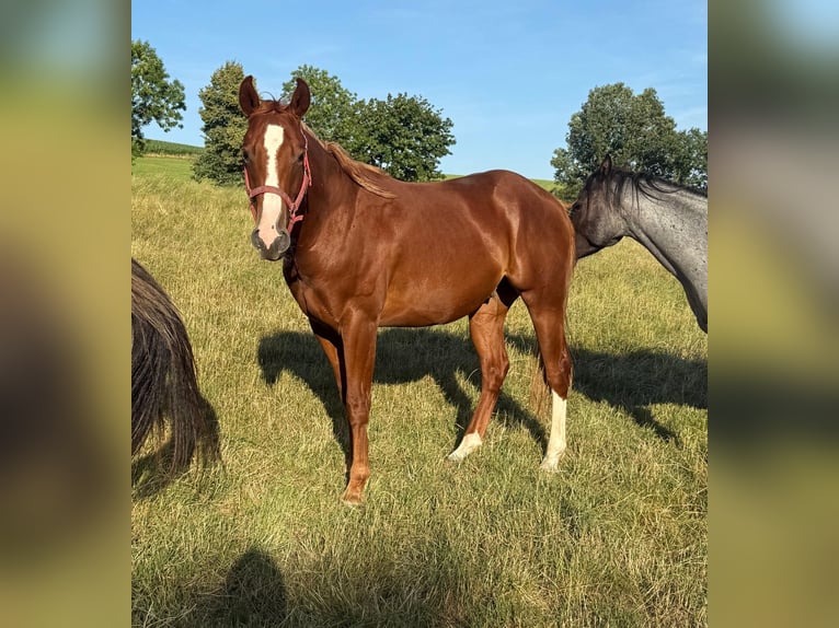 American Quarter Horse Ruin 2 Jaar 153 cm Vos in Daleiden American Quarter Horse Ruin 2 Jaar 153 cm Vos in Daleiden