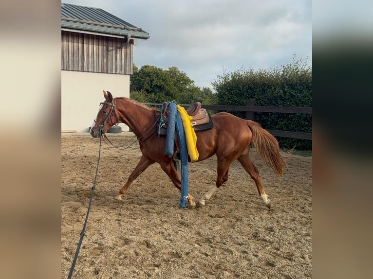 American Quarter Horse Ruin 2 Jaar 153 cm Vos in Daleiden American Quarter Horse Ruin 2 Jaar 153 cm Vos in Daleiden