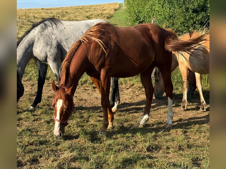 American Quarter Horse Ruin 2 Jaar 153 cm Vos in Daleiden American Quarter Horse Ruin 2 Jaar 153 cm Vos in Daleiden