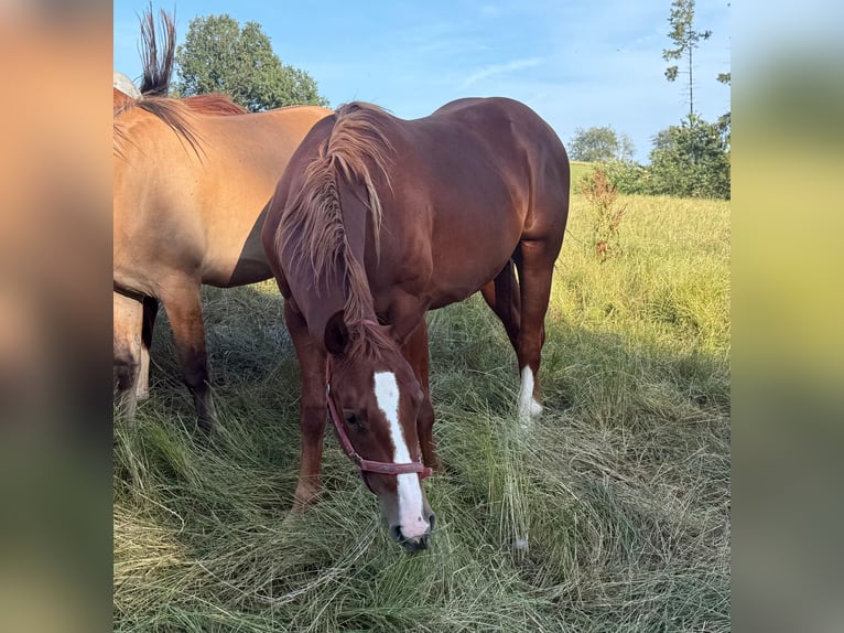 American Quarter Horse Ruin 2 Jaar 153 cm Vos in Daleiden