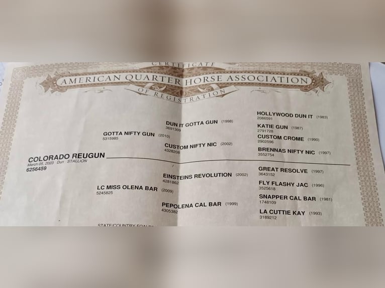 American Quarter Horse Ruin 2 Jaar 153 cm in Cortazzone