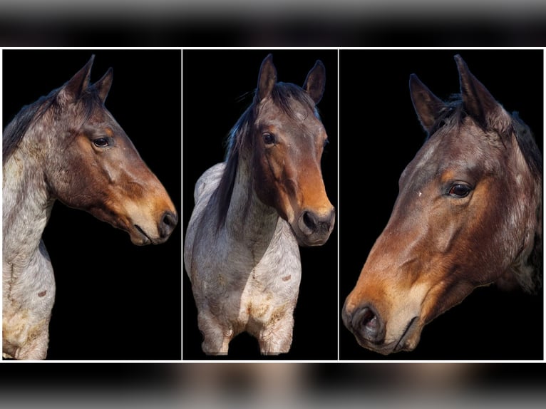 American Quarter Horse Ruin 2 Jaar 154 cm Roan-Bay in Kirchberg
