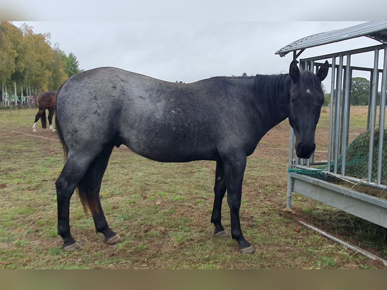 American Quarter Horse Ruin 2 Jaar 154 cm Roan-Blue in Zerbst
