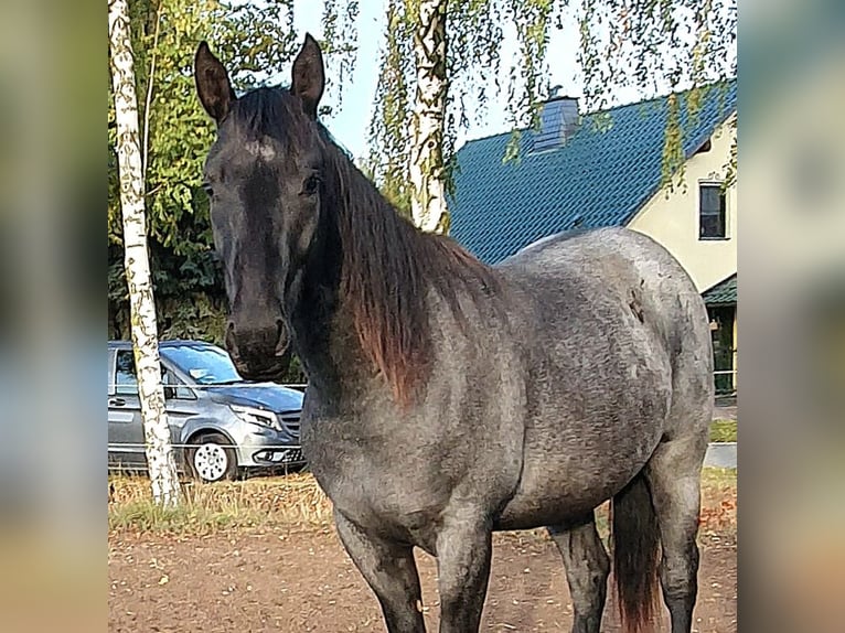 American Quarter Horse Ruin 2 Jaar 154 cm Roan-Blue in Zerbst