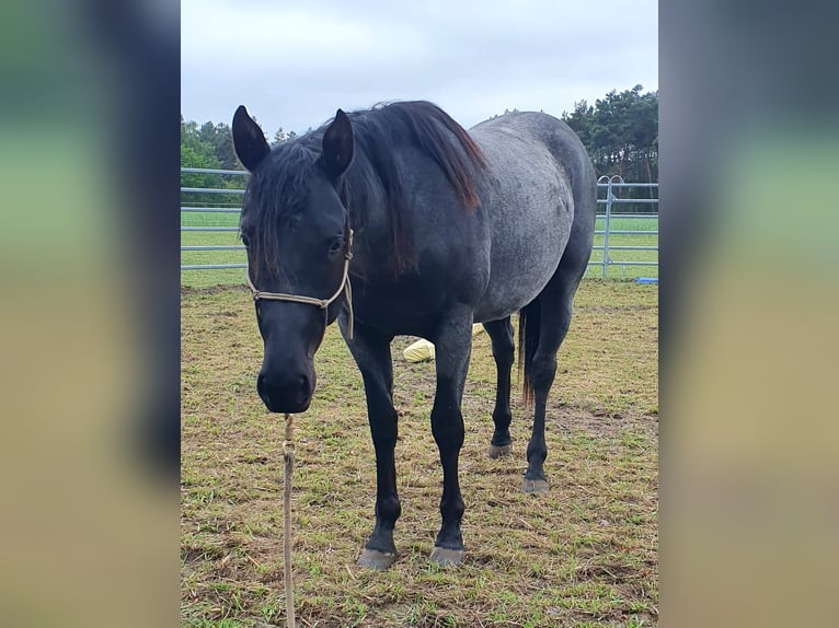 American Quarter Horse Ruin 2 Jaar 154 cm Roan-Blue in Zerbst