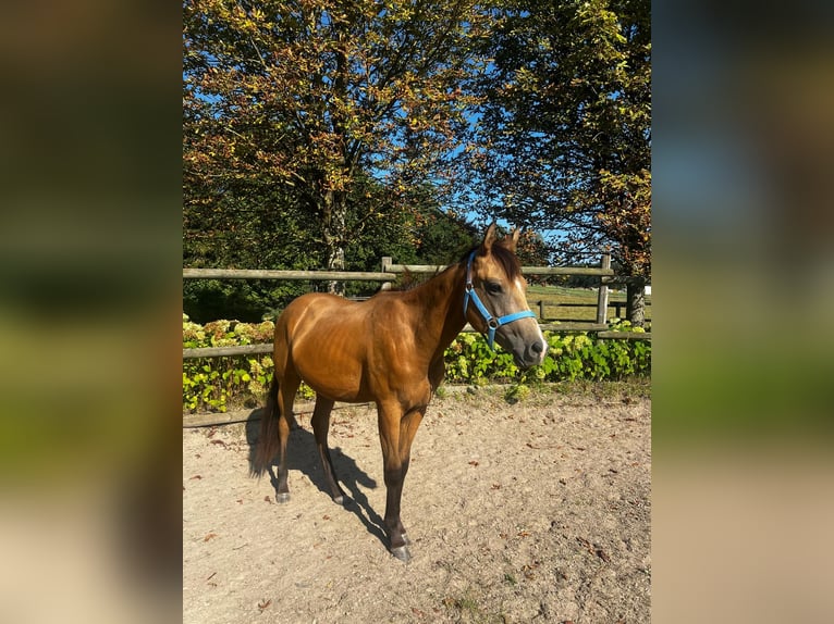 American Quarter Horse Ruin 2 Jaar 155 cm Buckskin in Freihung - Thansüß