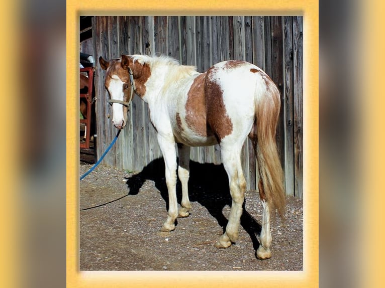 American Quarter Horse Mix Ruin 2 Jaar 155 cm Gevlekt-paard in Pfaffenhofen an der Roth