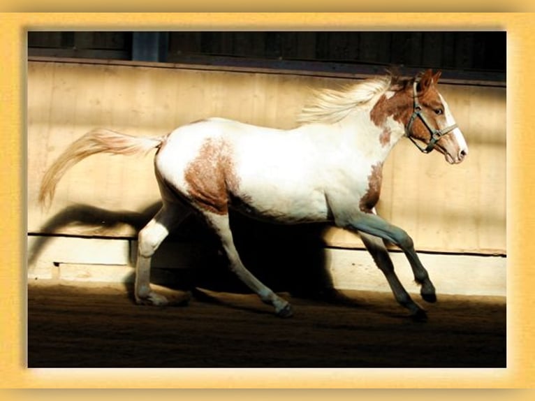 American Quarter Horse Mix Ruin 2 Jaar 155 cm Gevlekt-paard in Pfaffenhofen an der Roth