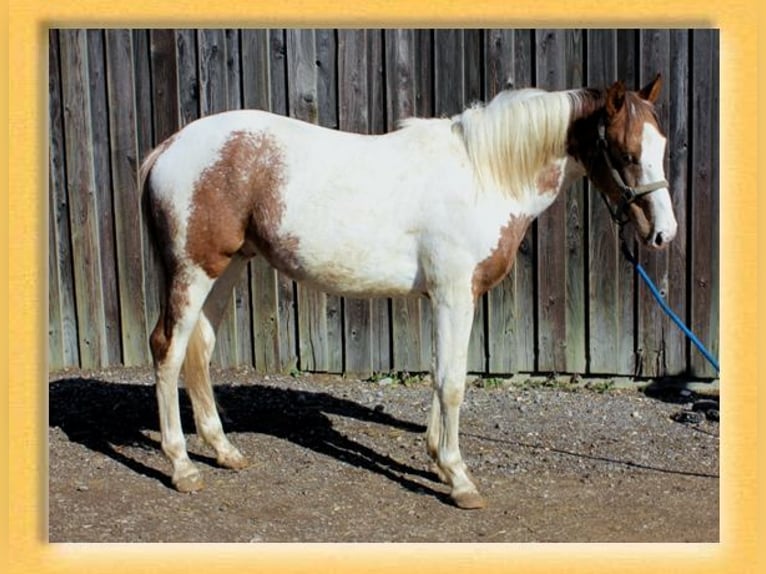 American Quarter Horse Mix Ruin 2 Jaar 155 cm Gevlekt-paard in Pfaffenhofen an der Roth