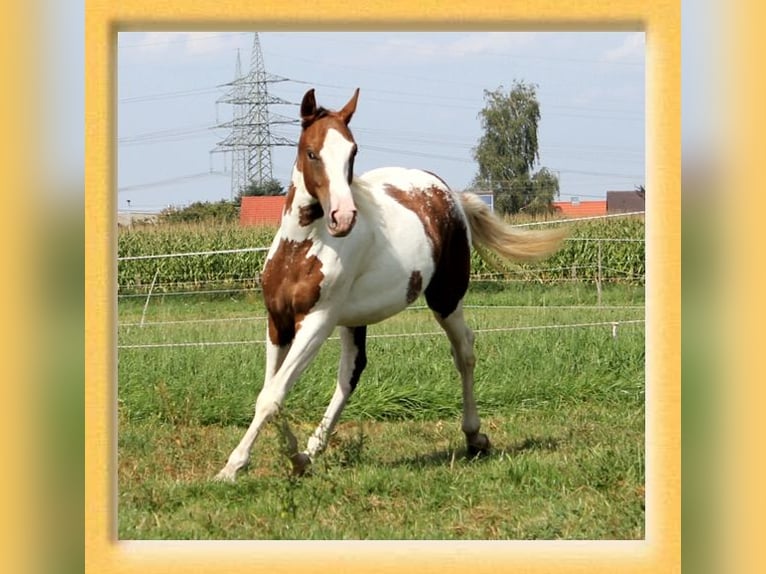 American Quarter Horse Mix Ruin 2 Jaar 155 cm Gevlekt-paard in Pfaffenhofen an der Roth