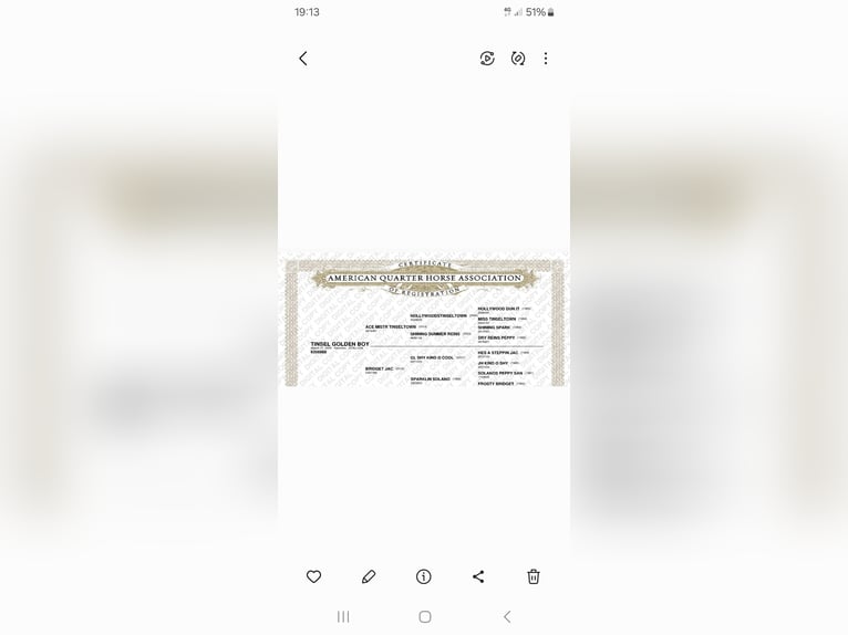 American Quarter Horse Ruin 2 Jaar 155 cm Palomino in Wasserburg am Inn