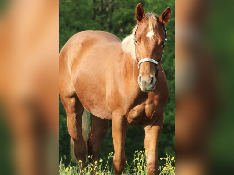 American Quarter Horse Ruin 2 Jaar 155 cm Vos in Schwarzach
