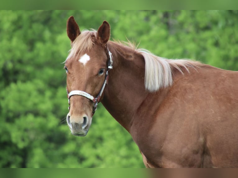 American Quarter Horse Ruin 2 Jaar 155 cm Vos in Schwarzach