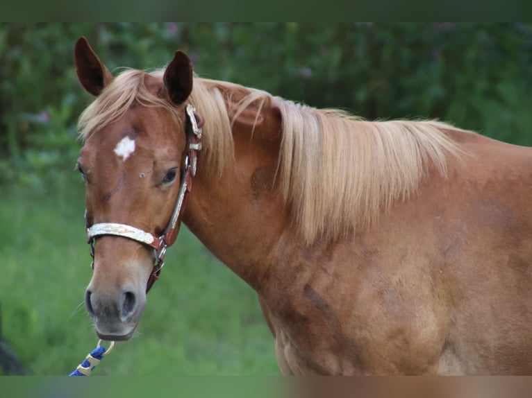 American Quarter Horse Ruin 2 Jaar 155 cm Vos in Schwarzach