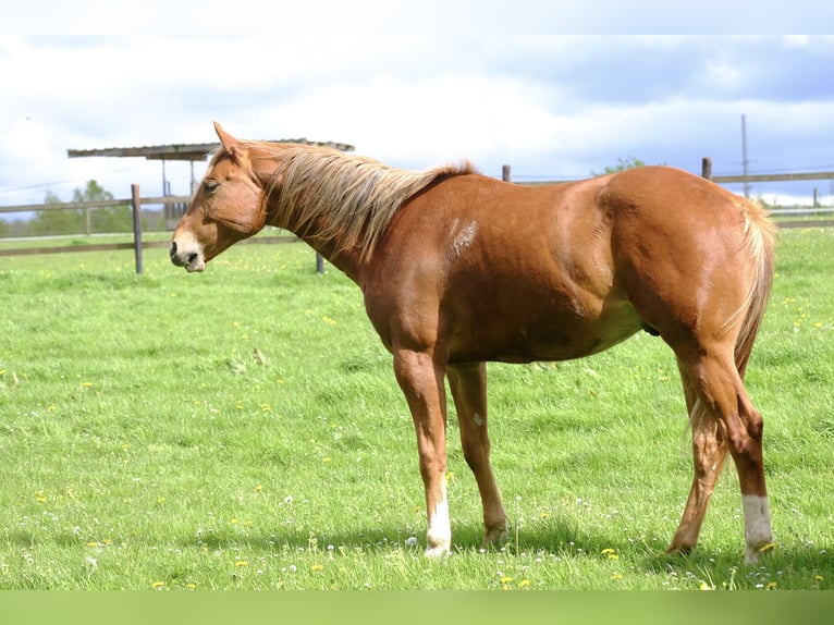 American Quarter Horse Ruin 2 Jaar 156 cm Vos in Harsin