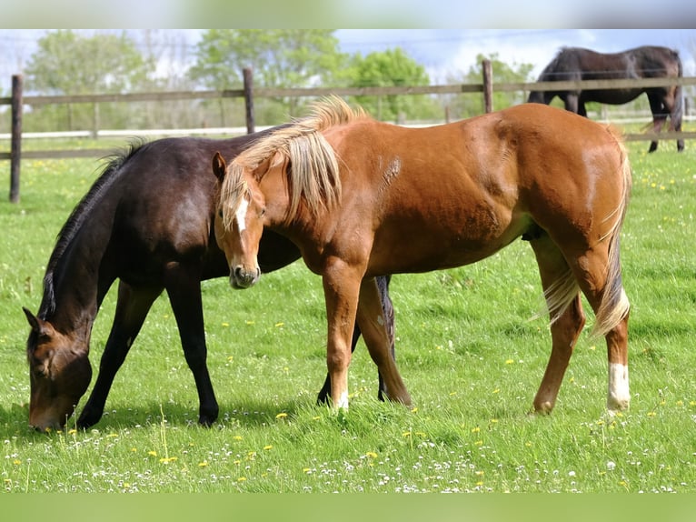 American Quarter Horse Ruin 2 Jaar 156 cm Vos in Harsin