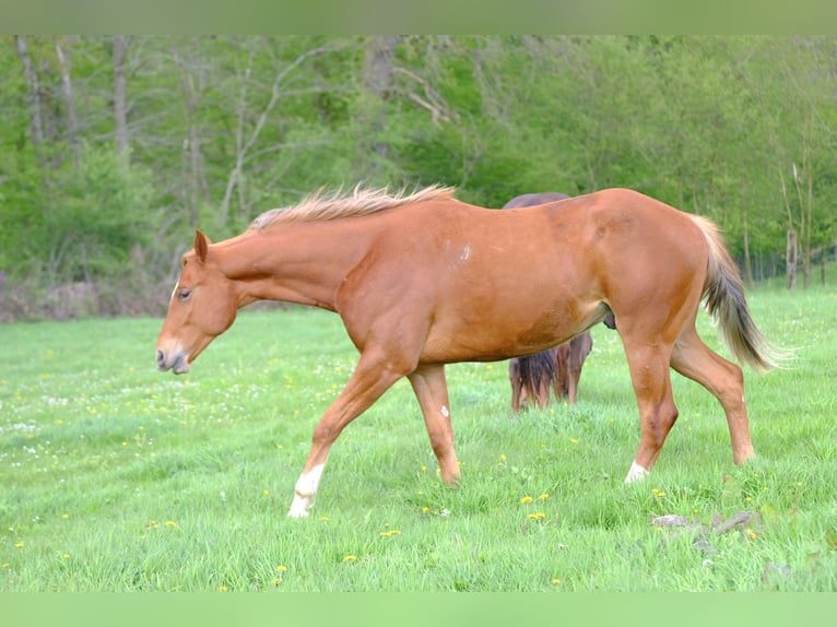 American Quarter Horse Ruin 2 Jaar 156 cm Vos in Harsin