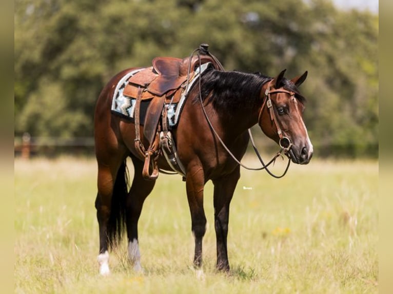 American Quarter Horse Ruin 2 Jaar 157 cm Roodbruin in Marietta, OK