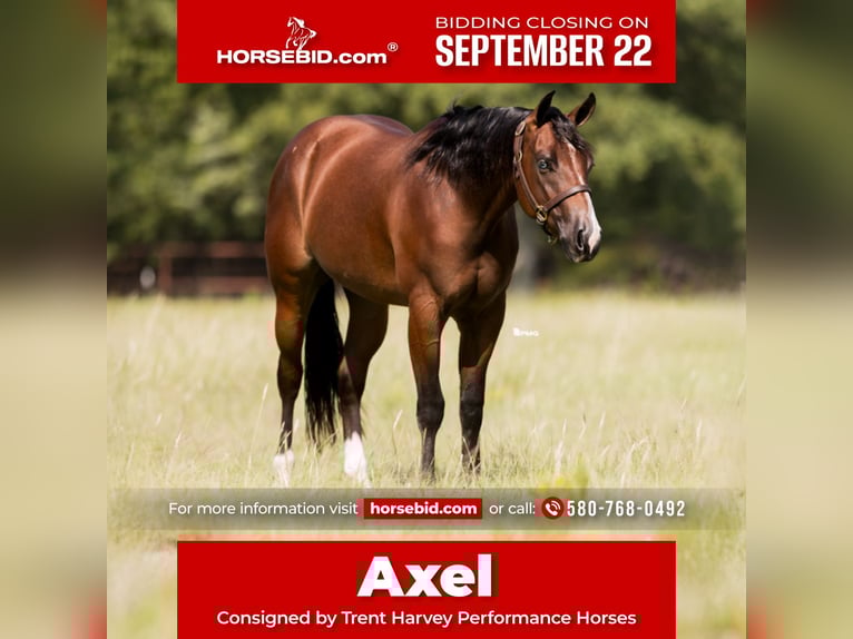 American Quarter Horse Ruin 2 Jaar 157 cm Roodbruin in Marietta, OK