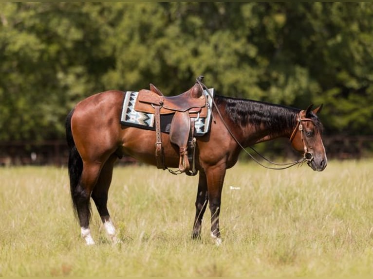 American Quarter Horse Ruin 2 Jaar 157 cm Roodbruin in Marietta, OK