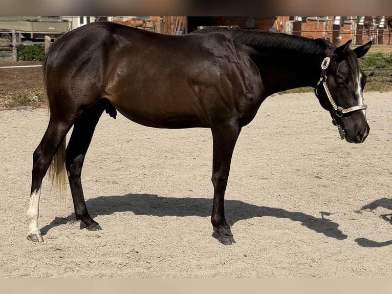 American Quarter Horse Ruin 2 Jaar 157 cm Zwart in Iggingen