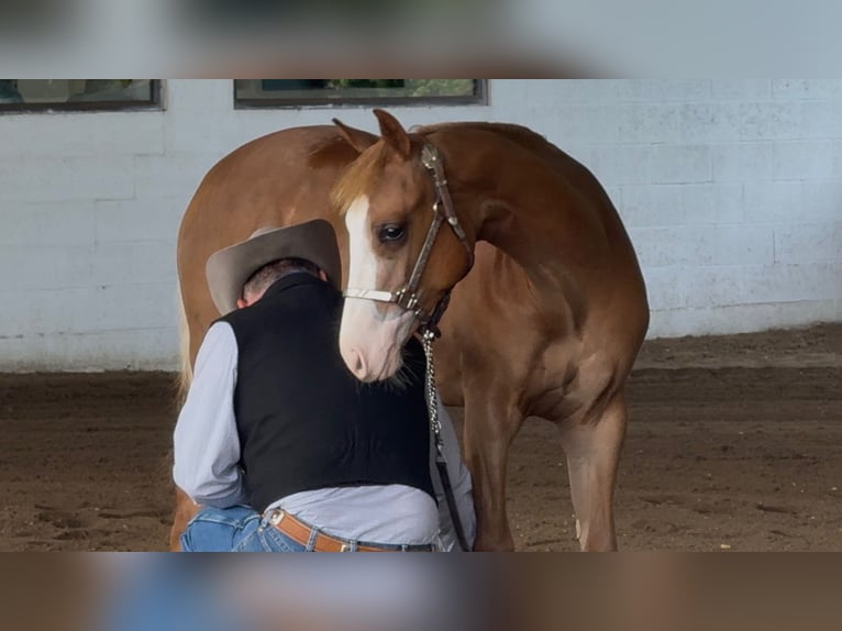 American Quarter Horse Ruin 2 Jaar 158 cm Roodvos in Cambridgeshire