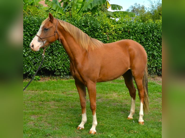 American Quarter Horse Ruin 2 Jaar 158 cm Roodvos in Cambridgeshire