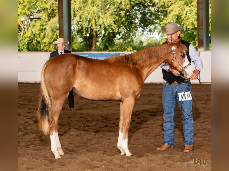 American Quarter Horse Ruin 2 Jaar 158 cm Roodvos in Cambridgeshire
