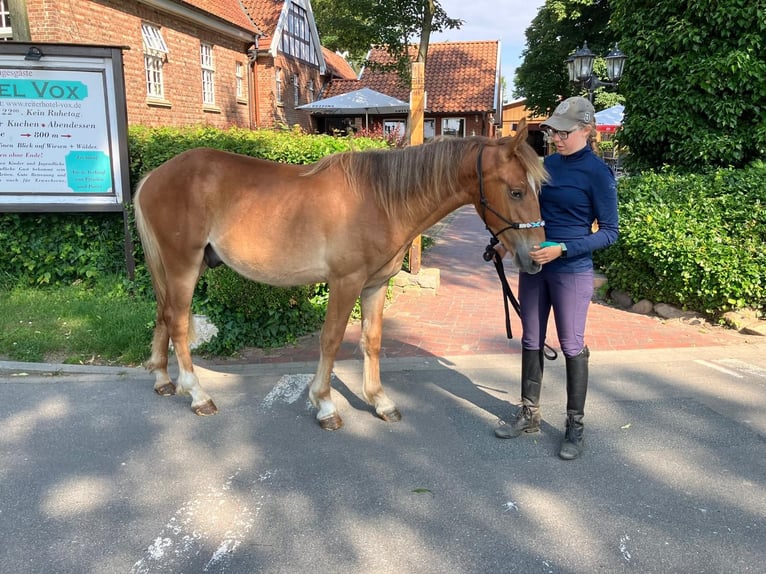 American Quarter Horse Mix Ruin 2 Jaar 158 cm Vos in Eggermühlen