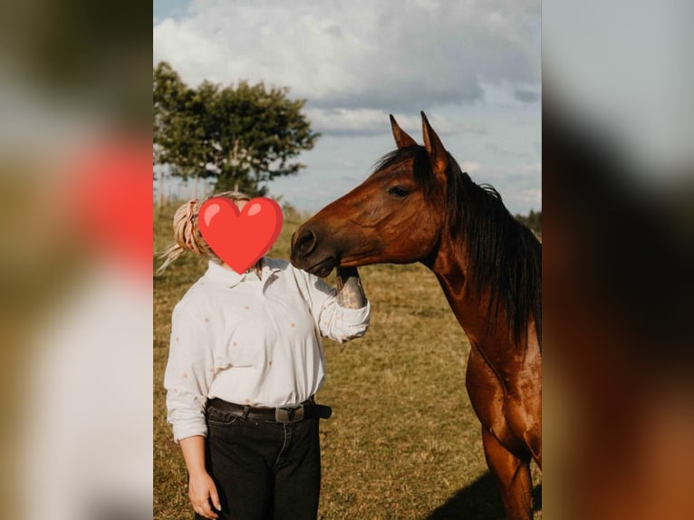American Quarter Horse Ruin 2 Jaar Bruin in Lauterbach