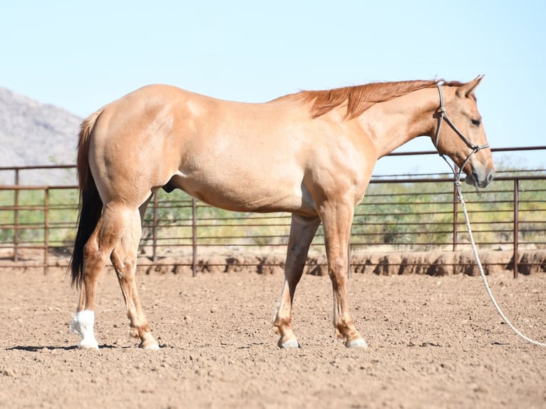 American Quarter Horse Ruin 2 Jaar Falbe in Congress